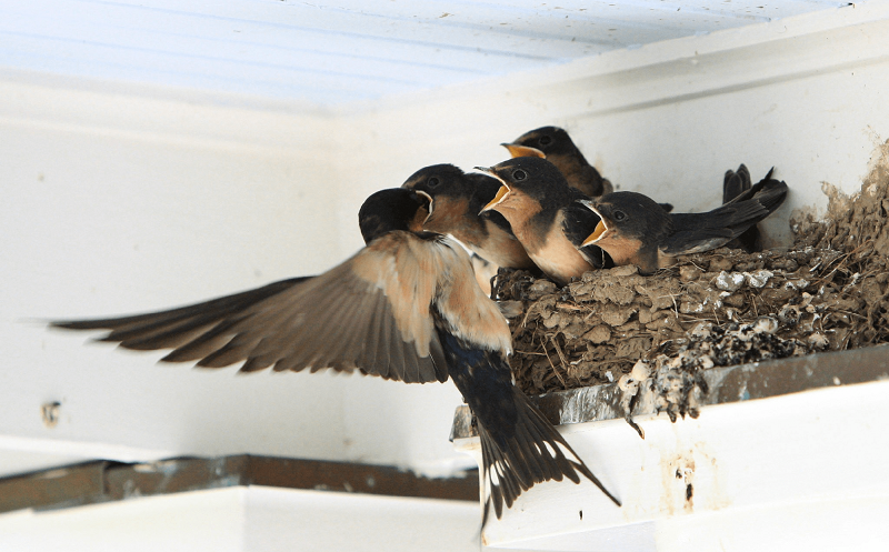 10 dấu hiệu chứng tỏ nhà ở có lộc: Có 5/10 điểm là đại phúc đại quý, đừng dại bán đi